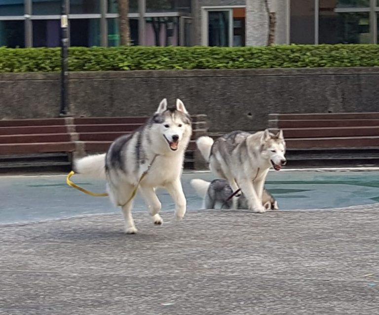 訓犬師漢克的訓犬學校-哈士奇