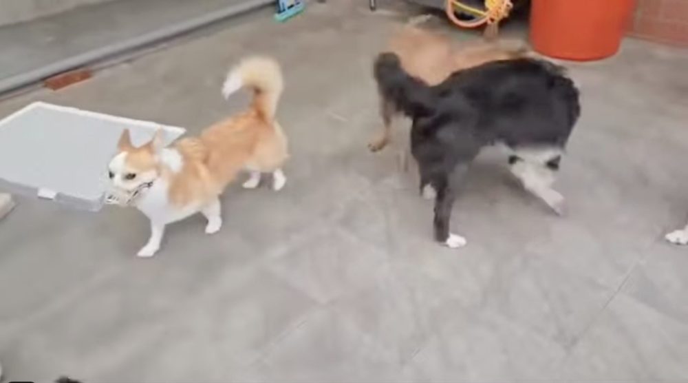 柯基犬柴克社會化訓練